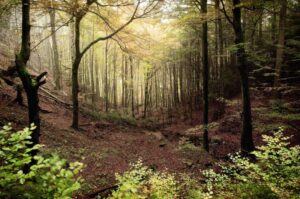 3. Preis: Alina Dajnowicz "Ammerschlucht"