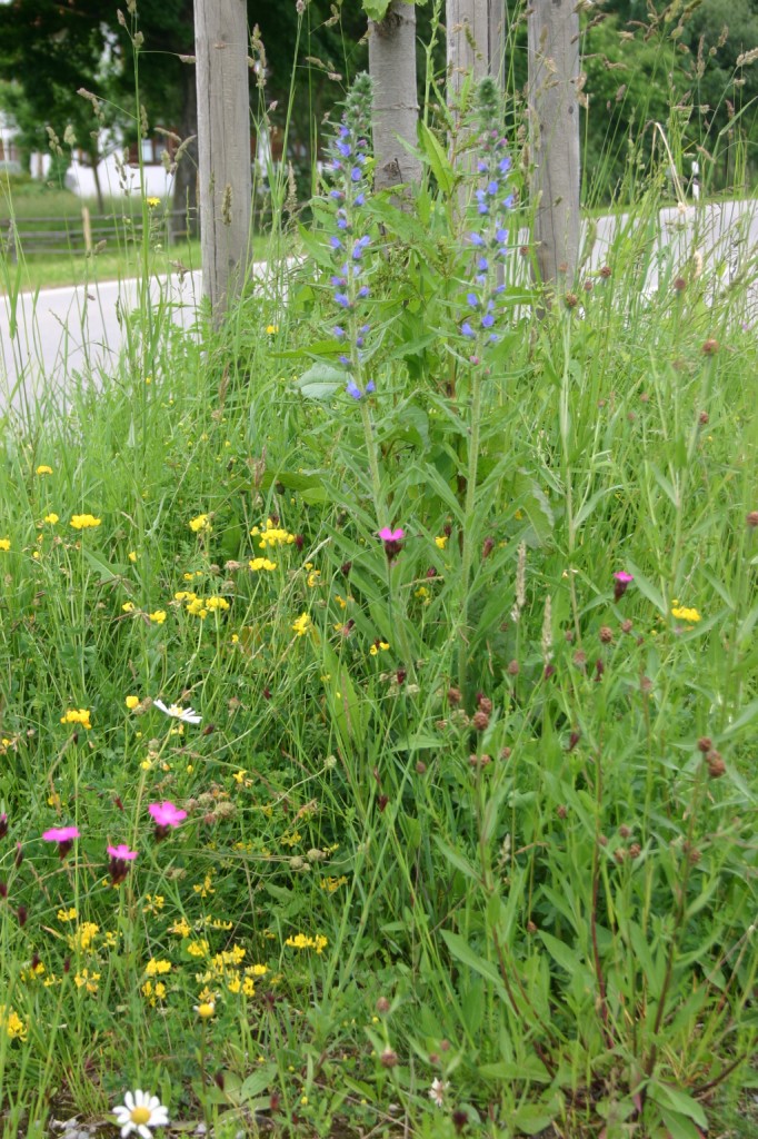 Straßenbegleitblumen