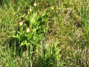 Frauenschuh im Sonnenschein -- am 8. Juni