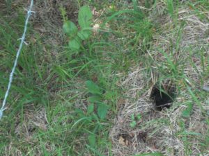 Das macht wütend: Eine Frauenschuh-Pflanze, die außerhalb des Zauns stand, wurde zwischen dem 1. und 8. Juni ausgegraben. Fridolin Schwarz hat so etwas schon öfter feststellen müssen.