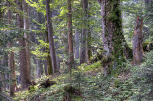 Bergmischwald im Wettersteingebirge