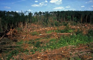 Das Loch im Wald